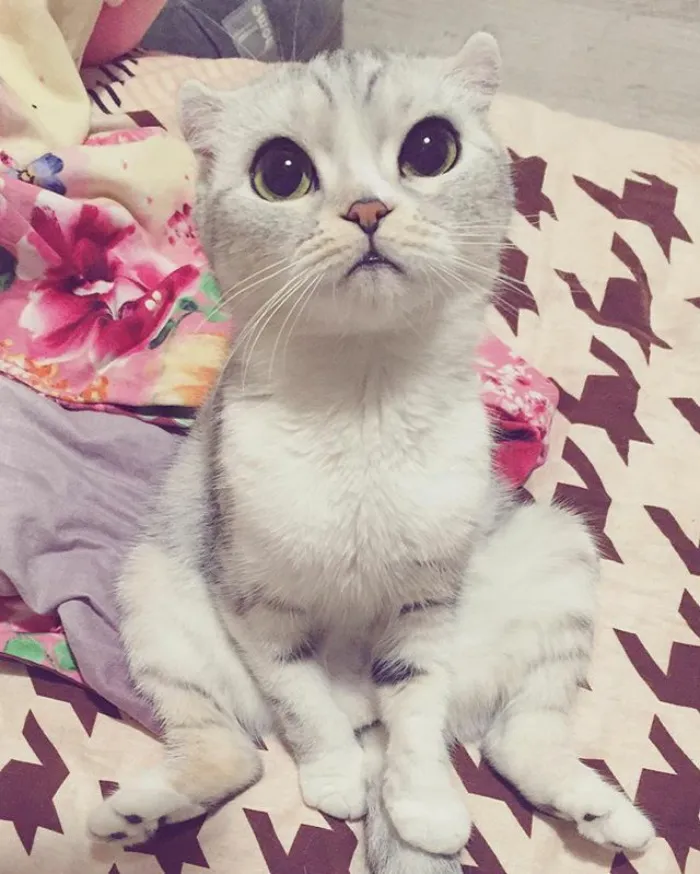 Meet Hana, A Japanese Kitty With Incredibly Big Eyes Who Is Taking Instagram By Storm