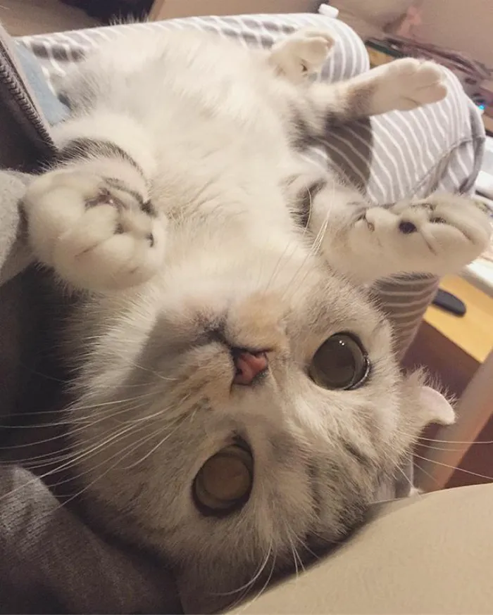 Meet Hana, A Japanese Kitty With Incredibly Big Eyes Who Is Taking Instagram By Storm