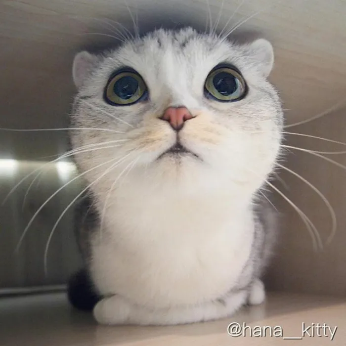 Meet Hana, A Japanese Kitty With Incredibly Big Eyes Who Is Taking Instagram By Storm