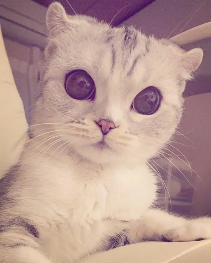 Meet Hana, A Japanese Kitty With Incredibly Big Eyes Who Is Taking Instagram By Storm