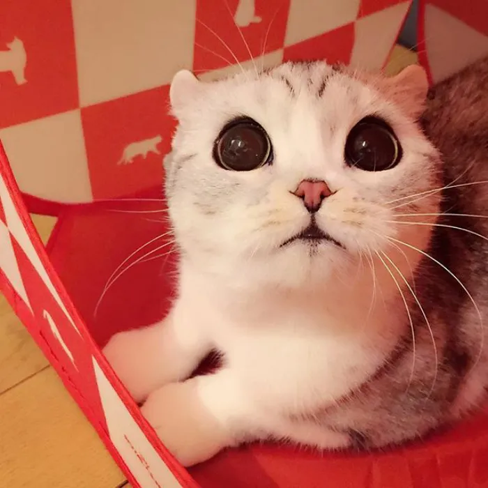 Meet Hana, A Japanese Kitty With Incredibly Big Eyes Who Is Taking Instagram By Storm