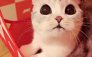Meet Hana, A Japanese Kitty With Incredibly Big Eyes Who Is Taking Instagram By Storm