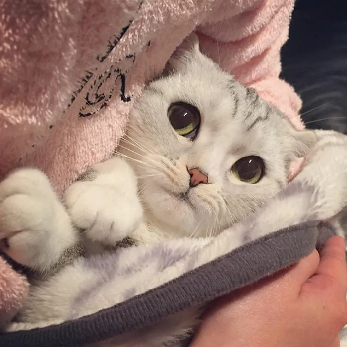 Meet Hana, A Japanese Kitty With Incredibly Big Eyes Who Is Taking Instagram By Storm