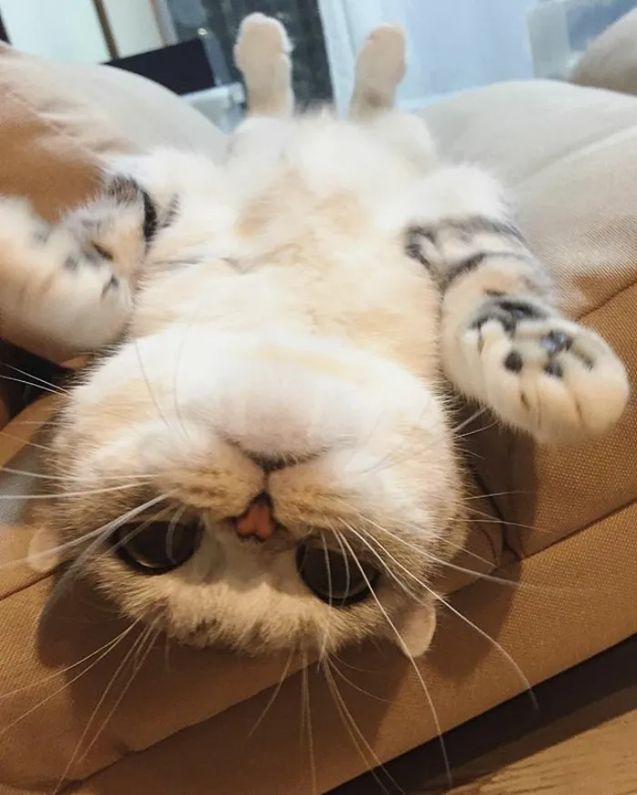 Meet Hana, A Japanese Kitty With Incredibly Big Eyes Who Is Taking Instagram By Storm