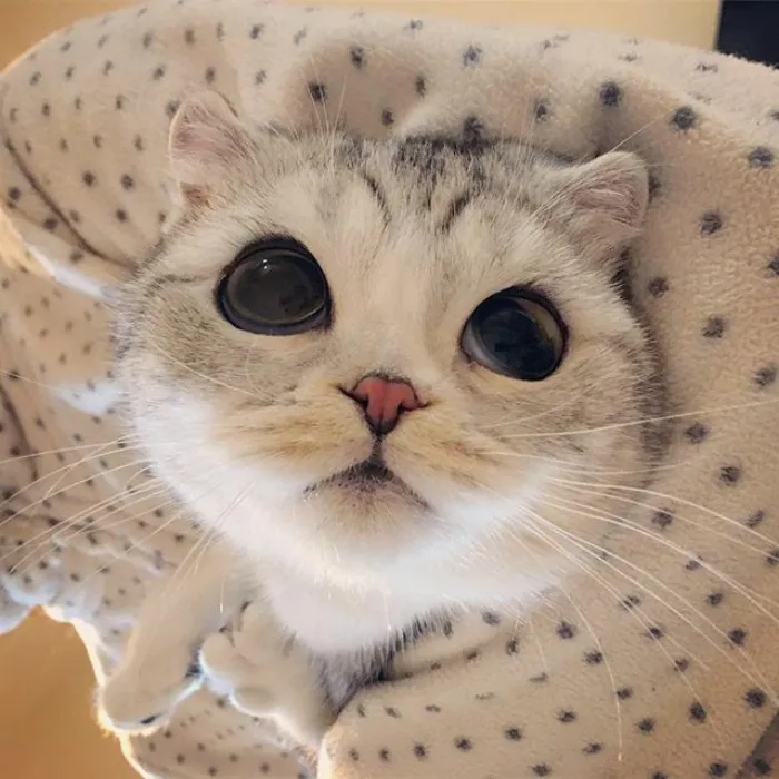 Meet Hana, A Japanese Kitty With Incredibly Big Eyes Who Is Taking Instagram By Storm