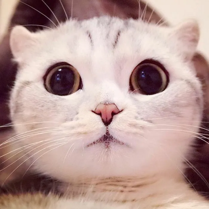 Meet Hana, A Japanese Kitty With Incredibly Big Eyes Who Is Taking Instagram By Storm
