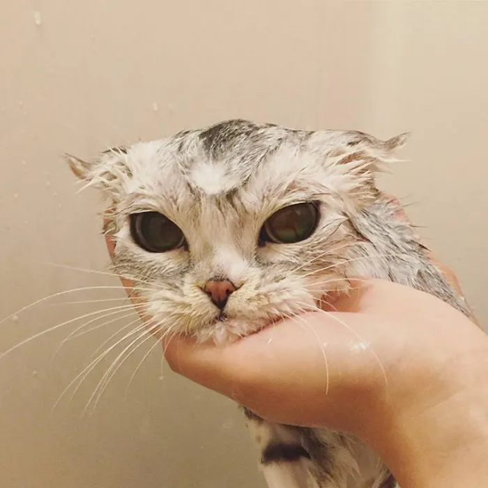 Meet Hana, A Japanese Kitty With Incredibly Big Eyes Who Is Taking Instagram By Storm
