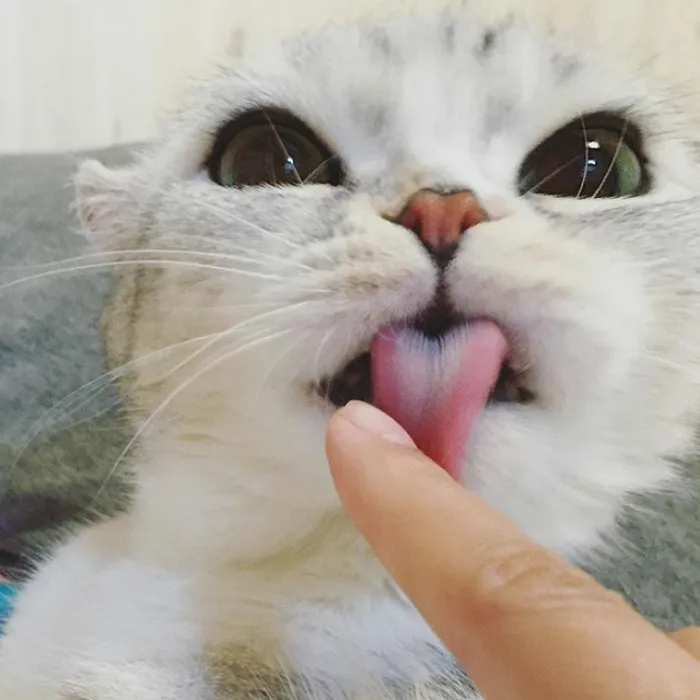 Meet Hana, A Japanese Kitty With Incredibly Big Eyes Who Is Taking Instagram By Storm