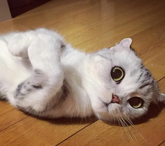 Meet Hana, A Japanese Kitty With Incredibly Big Eyes Who Is Taking Instagram By Storm