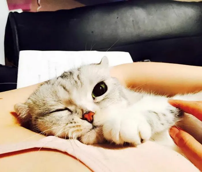 Meet Hana, A Japanese Kitty With Incredibly Big Eyes Who Is Taking Instagram By Storm