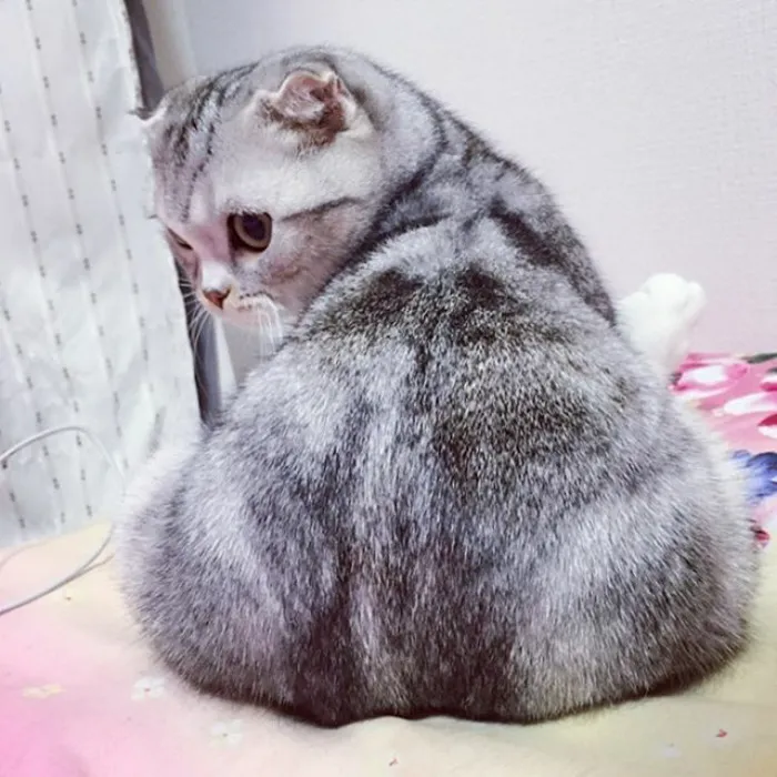 Meet Hana, A Japanese Kitty With Incredibly Big Eyes Who Is Taking Instagram By Storm