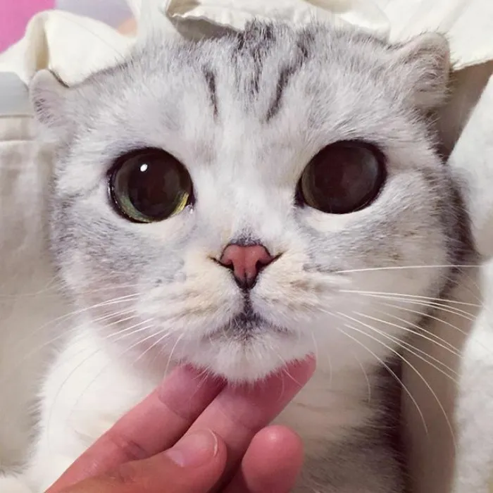 Meet Hana, A Japanese Kitty With Incredibly Big Eyes Who Is Taking Instagram By Storm