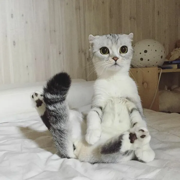 Esta es Hana, una gata japonesa con ojos enormes que está conquistando Instagram
