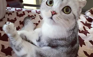 Meet Hana, A Japanese Kitty With Incredibly Big Eyes Who Is Taking Instagram By Storm