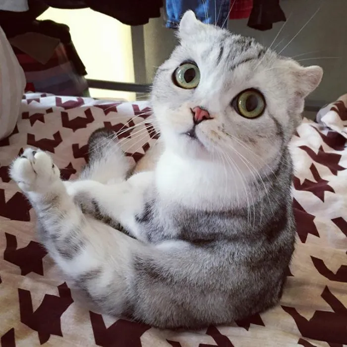 Meet Hana, A Japanese Kitty With Incredibly Big Eyes Who Is Taking Instagram By Storm