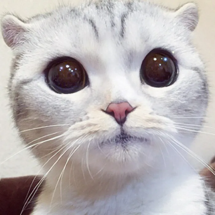 Meet Hana, A Japanese Kitty With Incredibly Big Eyes Who Is Taking Instagram By Storm