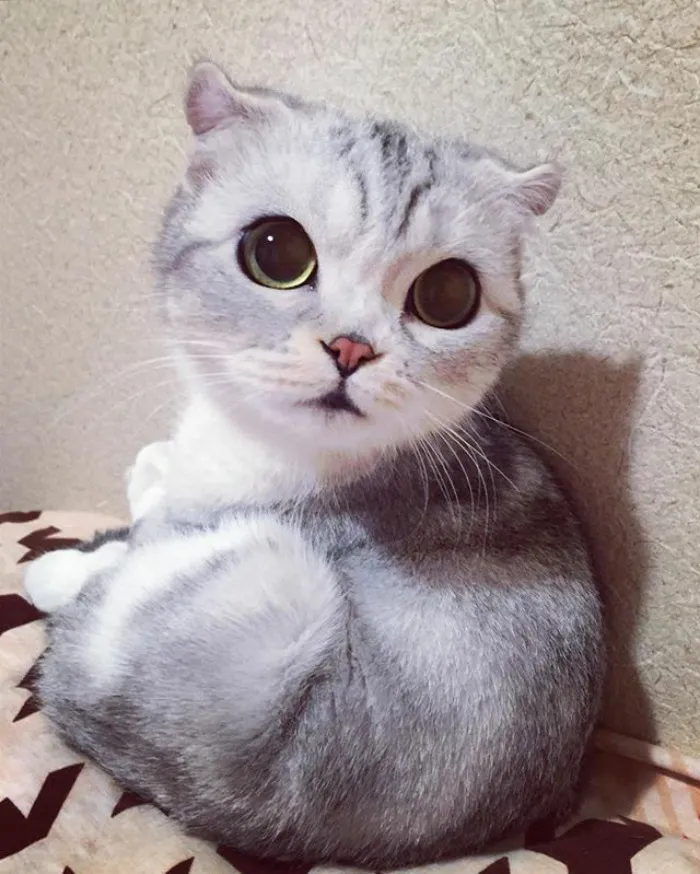 Meet Hana, A Japanese Kitty With Incredibly Big Eyes Who Is Taking Instagram By Storm