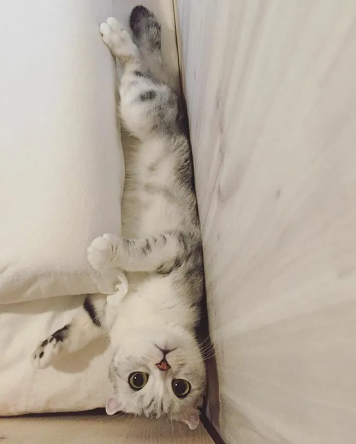 Meet Hana, A Japanese Kitty With Incredibly Big Eyes Who Is Taking Instagram By Storm