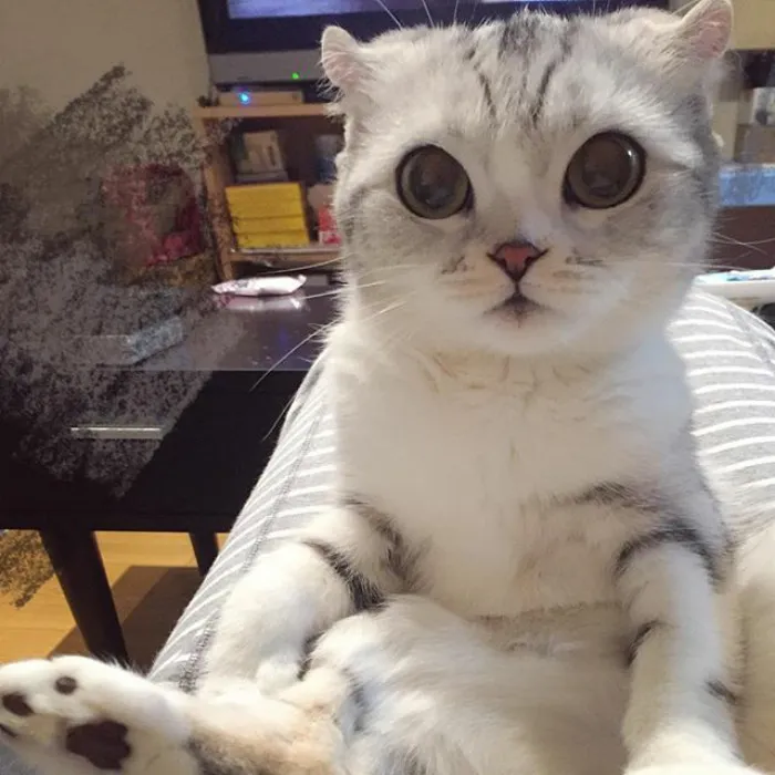 Meet Hana, A Japanese Kitty With Incredibly Big Eyes Who Is Taking Instagram By Storm