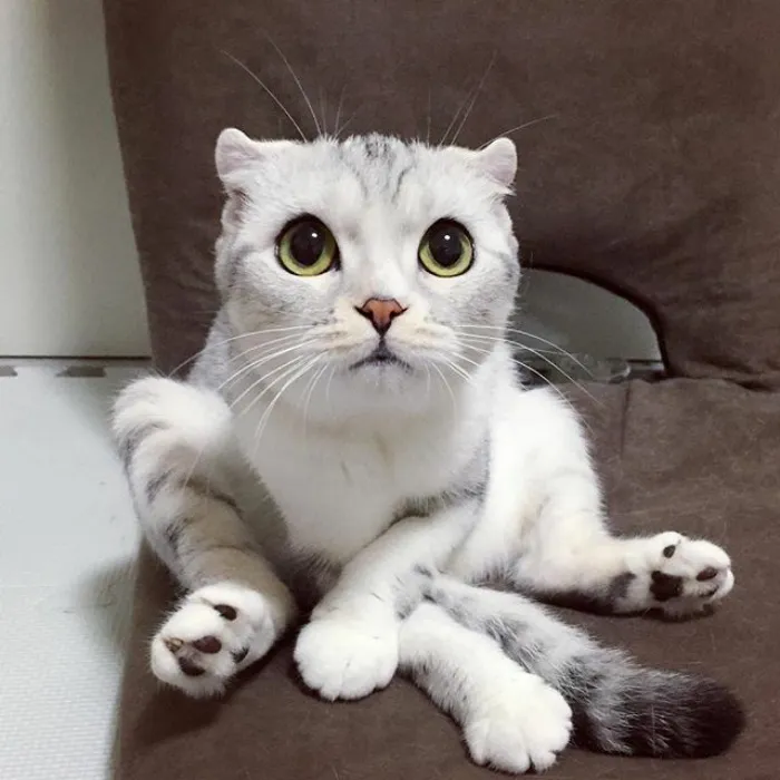 Meet Hana, A Japanese Kitty With Incredibly Big Eyes Who Is Taking Instagram By Storm