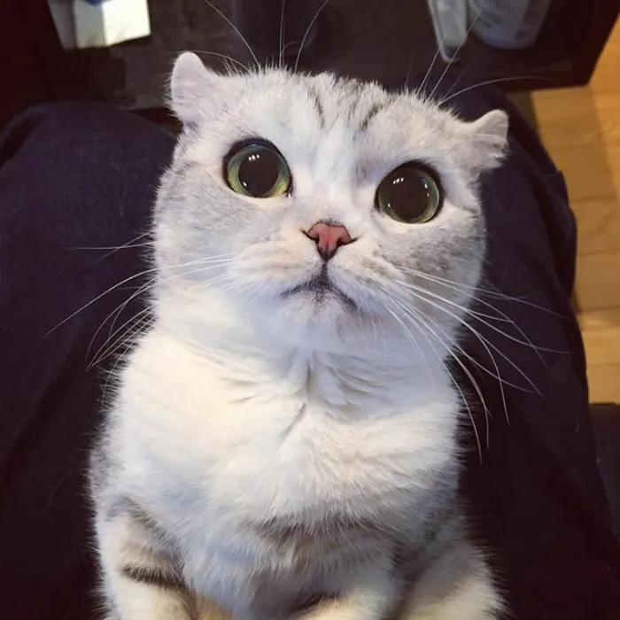 Meet Hana, A Japanese Kitty With Incredibly Big Eyes Who Is Taking Instagram By Storm