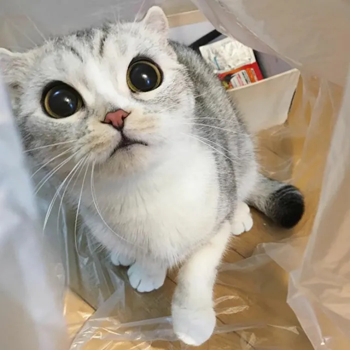 Meet Hana, A Japanese Kitty With Incredibly Big Eyes Who Is Taking Instagram By Storm