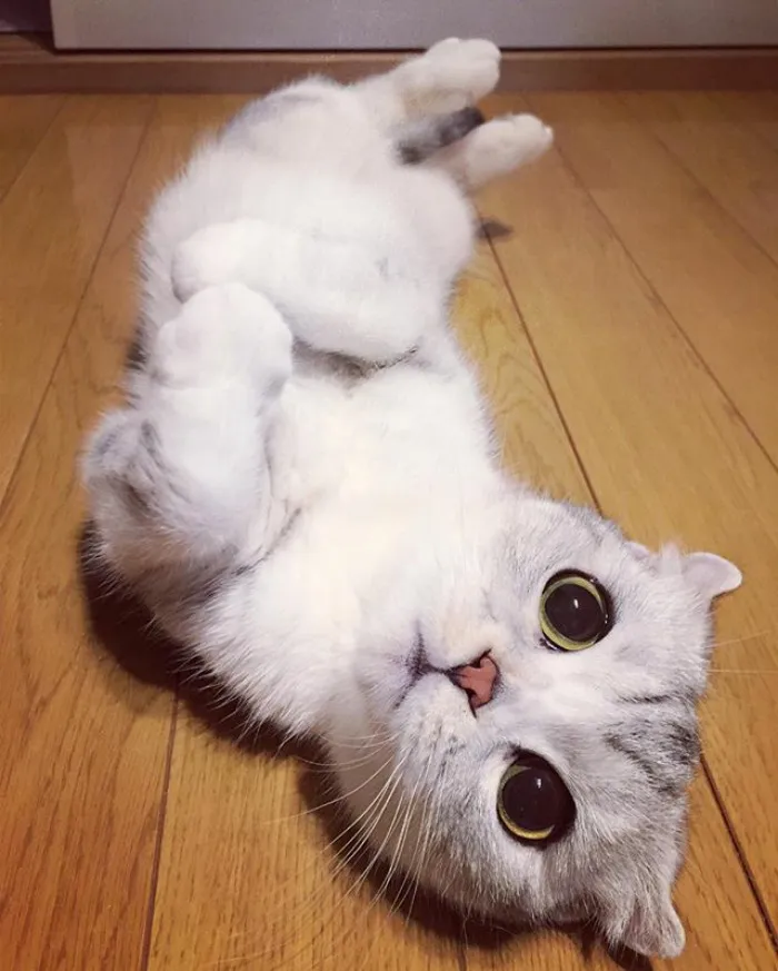 Meet Hana, A Japanese Kitty With Incredibly Big Eyes Who Is Taking Instagram By Storm