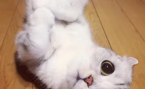 Meet Hana, A Japanese Kitty With Incredibly Big Eyes Who Is Taking Instagram By Storm