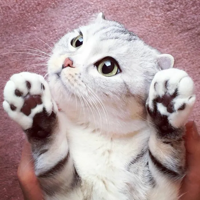 Meet Hana, A Japanese Kitty With Incredibly Big Eyes Who Is Taking Instagram By Storm