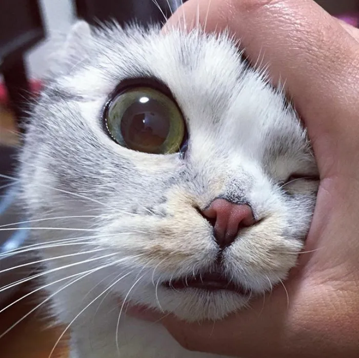 Meet Hana, A Japanese Kitty With Incredibly Big Eyes Who Is Taking Instagram By Storm