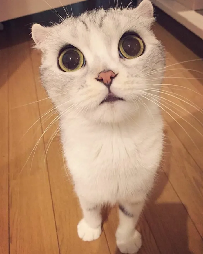 Meet Hana, A Japanese Kitty With Incredibly Big Eyes Who Is Taking Instagram By Storm