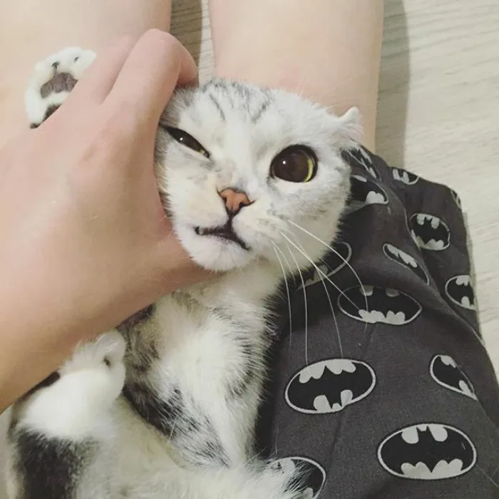 Meet Hana, A Japanese Kitty With Incredibly Big Eyes Who Is Taking Instagram By Storm