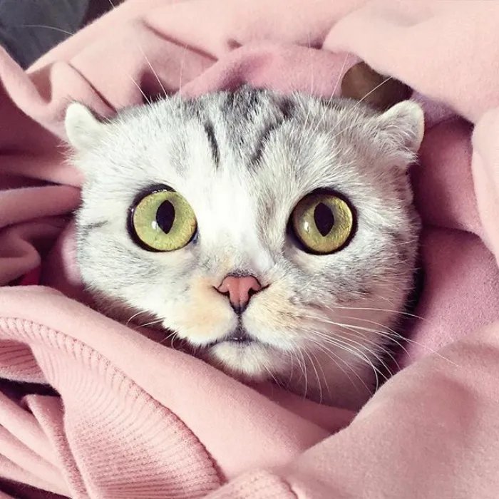 Meet Hana, A Japanese Kitty With Incredibly Big Eyes Who Is Taking Instagram By Storm