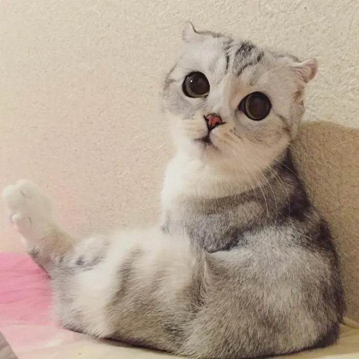 Meet Hana, A Japanese Kitty With Incredibly Big Eyes Who Is Taking Instagram By Storm
