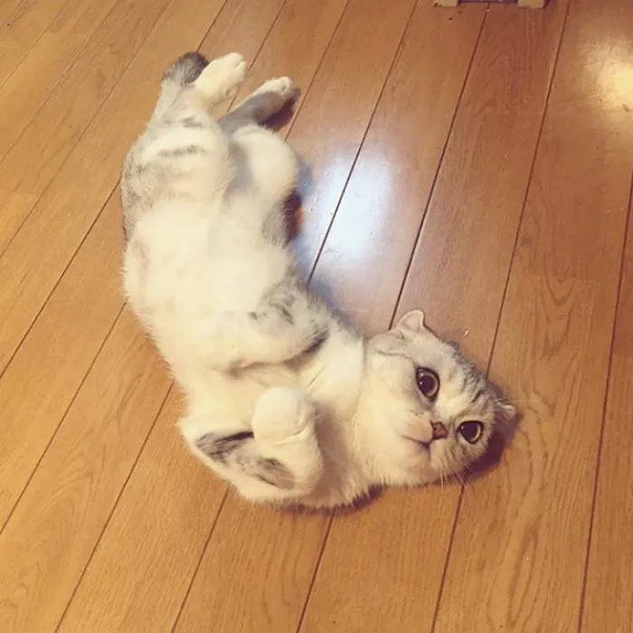 Meet Hana, A Japanese Kitty With Incredibly Big Eyes Who Is Taking Instagram By Storm