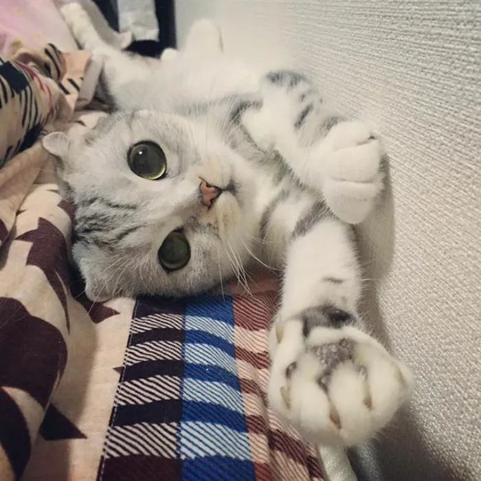Meet Hana, A Japanese Kitty With Incredibly Big Eyes Who Is Taking Instagram By Storm