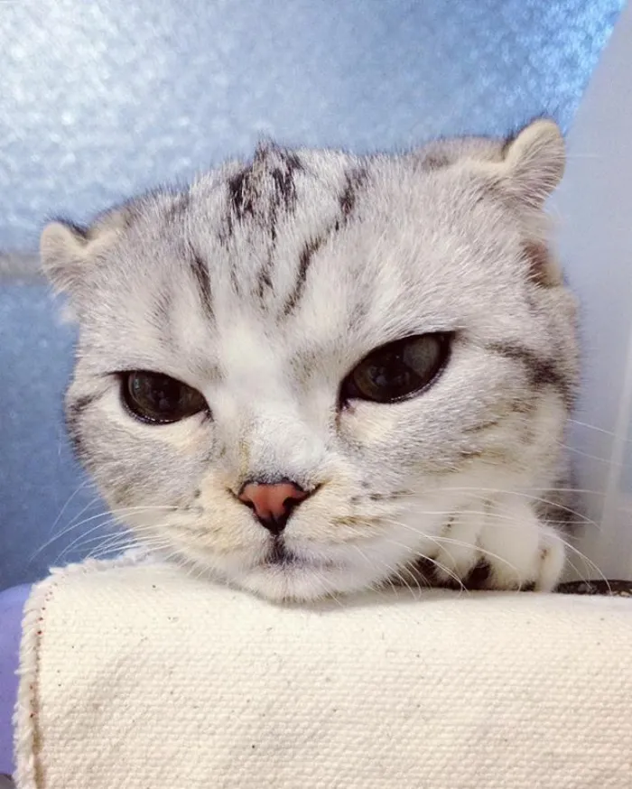 Meet Hana, A Japanese Kitty With Incredibly Big Eyes Who Is Taking Instagram By Storm
