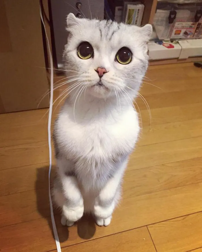 Meet Hana, A Japanese Kitty With Incredibly Big Eyes Who Is Taking Instagram By Storm