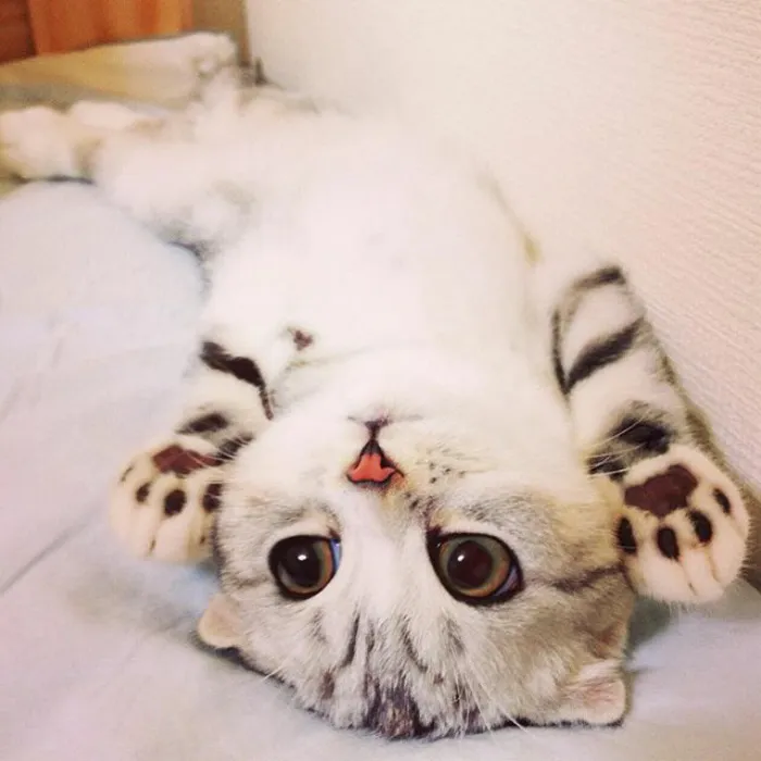 Meet Hana, A Japanese Kitty With Incredibly Big Eyes Who Is Taking Instagram By Storm