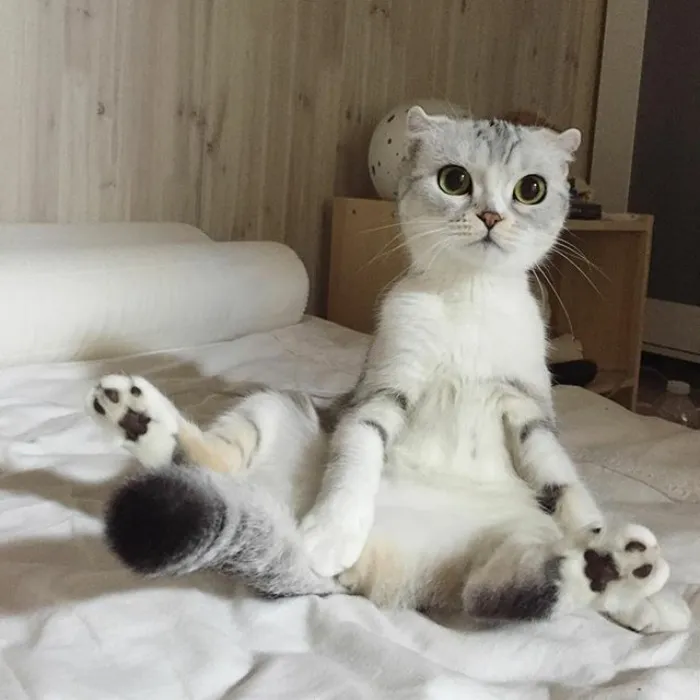 Meet Hana, A Japanese Kitty With Incredibly Big Eyes Who Is Taking Instagram By Storm