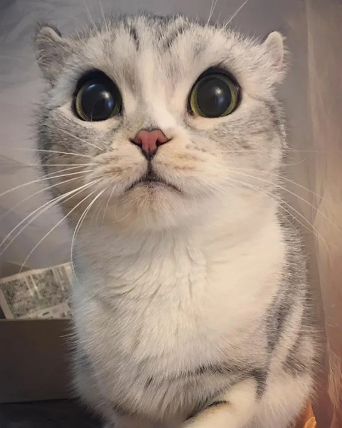 Meet Hana, A Japanese Kitty With Incredibly Big Eyes Who Is Taking Instagram By Storm