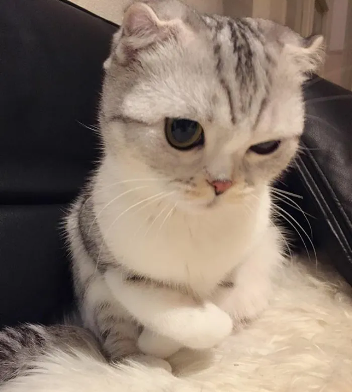 Meet Hana, A Japanese Kitty With Incredibly Big Eyes Who Is Taking Instagram By Storm