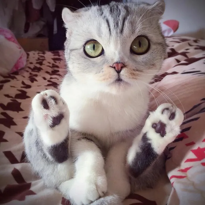 Meet Hana, A Japanese Kitty With Incredibly Big Eyes Who Is Taking Instagram By Storm
