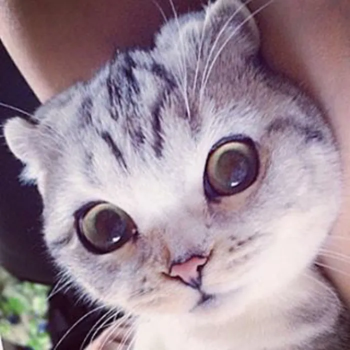 Meet Hana, A Japanese Kitty With Incredibly Big Eyes Who Is Taking Instagram By Storm