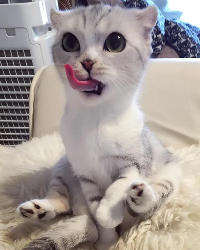 Meet Hana, A Japanese Kitty With Incredibly Big Eyes Who Is Taking Instagram By Storm