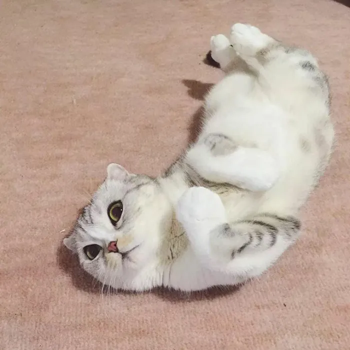 Meet Hana, A Japanese Kitty With Incredibly Big Eyes Who Is Taking Instagram By Storm