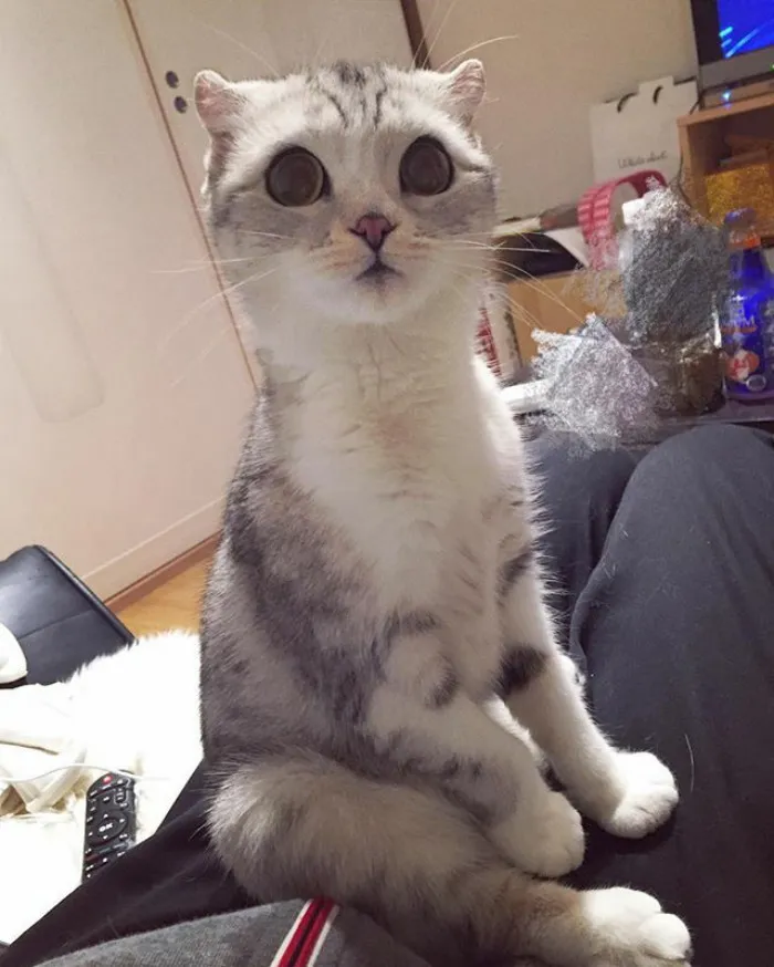 Meet Hana, A Japanese Kitty With Incredibly Big Eyes Who Is Taking Instagram By Storm
