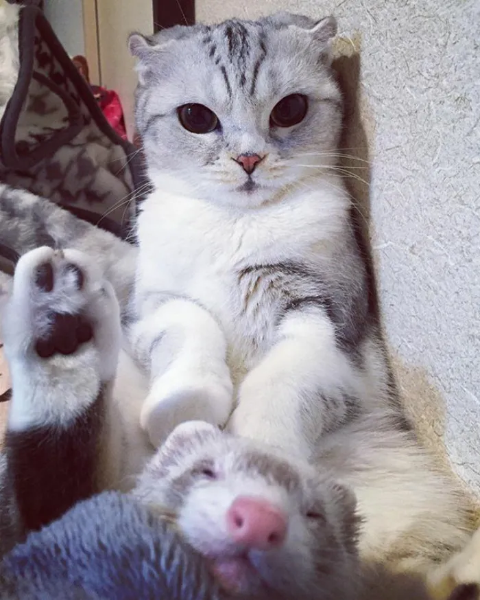 Meet Hana, A Japanese Kitty With Incredibly Big Eyes Who Is Taking Instagram By Storm