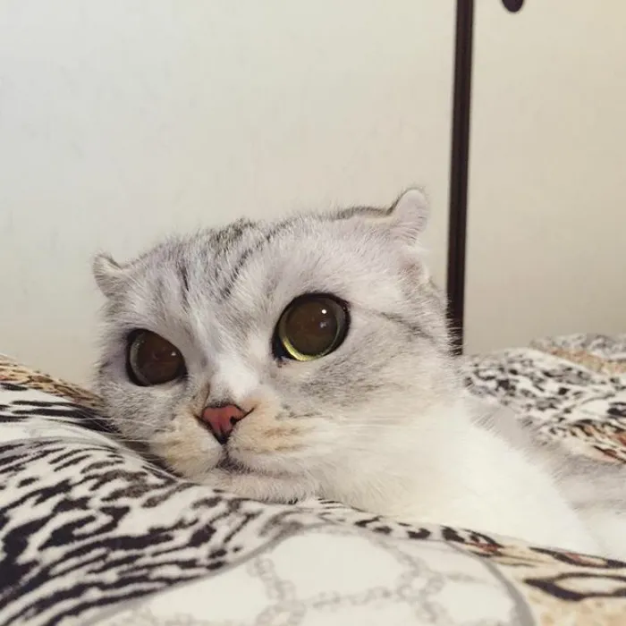 Meet Hana, A Japanese Kitty With Incredibly Big Eyes Who Is Taking Instagram By Storm