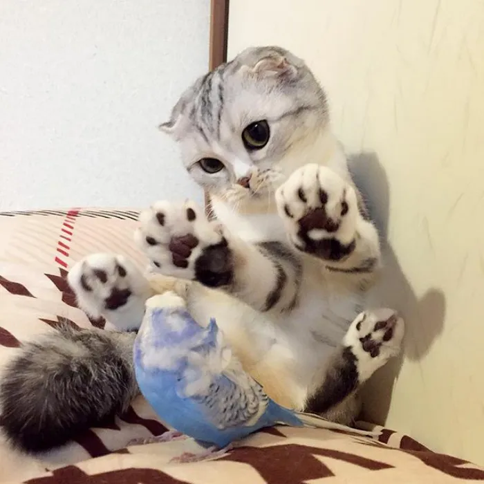 Meet Hana, A Japanese Kitty With Incredibly Big Eyes Who Is Taking Instagram By Storm